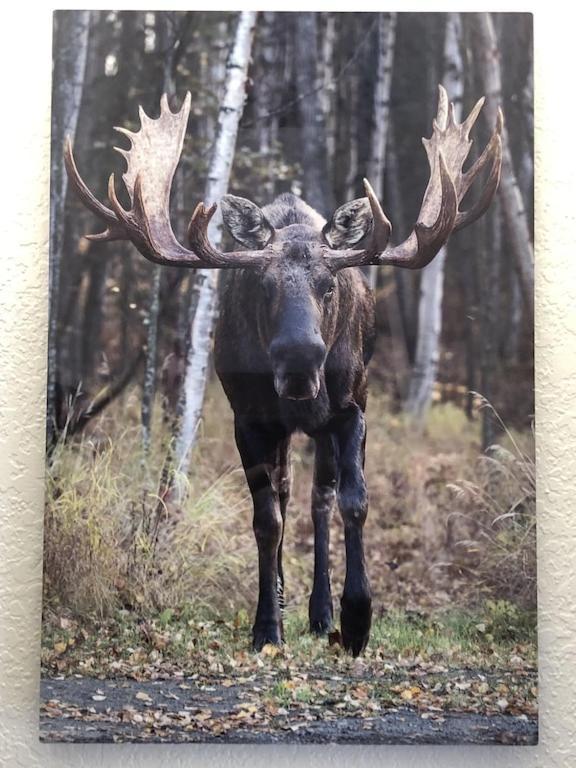 Апартаменты The Moose Crossing Анкоридж Экстерьер фото